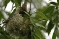Buidelmees nest